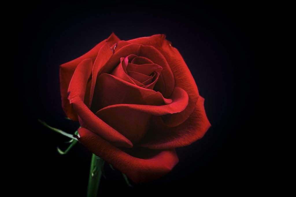 ruža rosa mystica sdzr