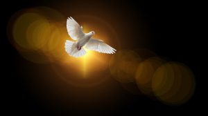 holubica Duch Svätý sdzr